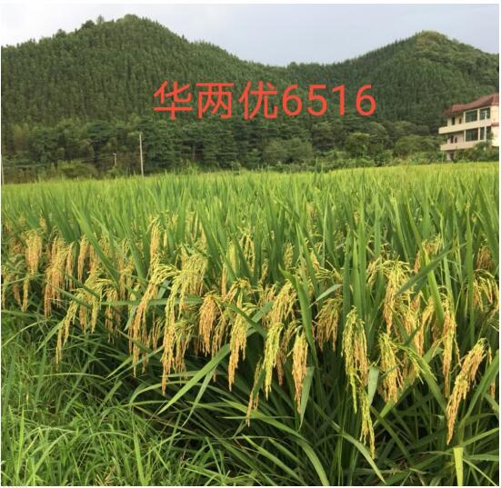 兩優(yōu)6516.jpg